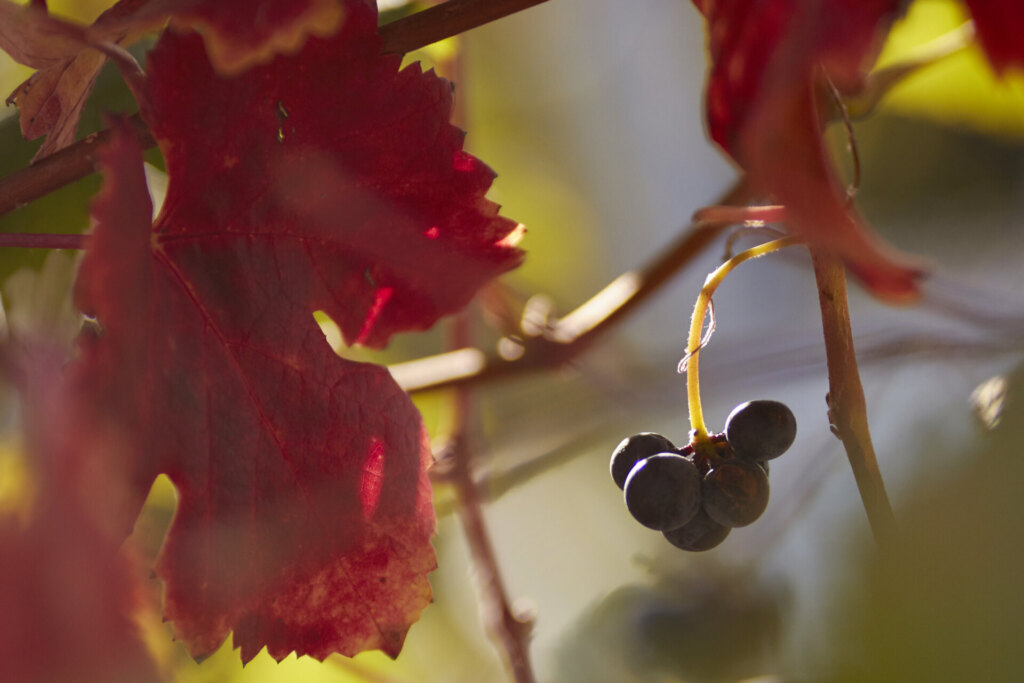 Wissenskommunikation, die Spaß macht: Johanna Wies entwickelt Texte, die Fachthemen greifbar machen. In den Bereichen Food, Wein und Nachhaltigkeit. 